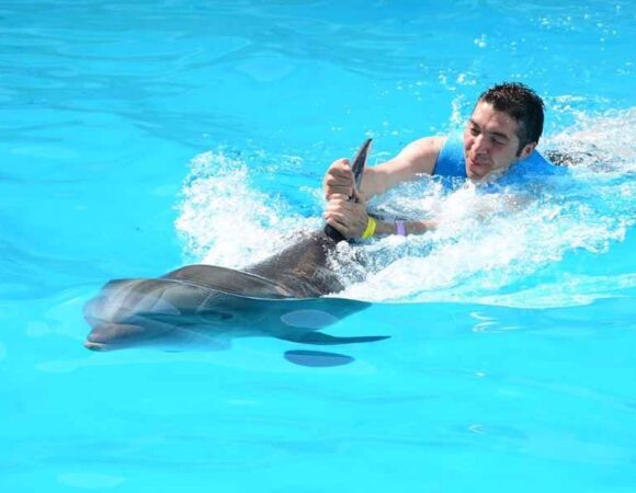 Dolphinarium Tour