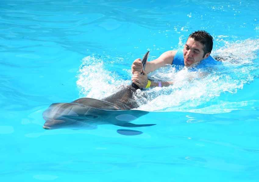 Dolphinarium Tour